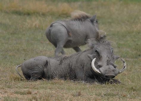 Warthog | The Life of Animals