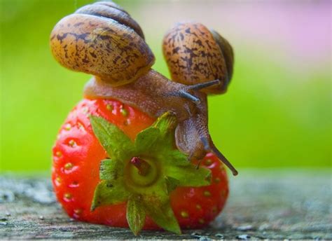 Organic Slug & Snail Control: 10 Ways to Stop Snails or Slugs ~ Homestead and Chill