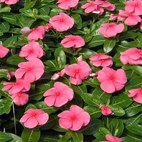 Vinca- Periwinkle- Pink- 50 Seeds on Storenvy