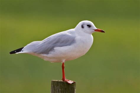 PETER'S PORTFOLIO..............Bird & Wildlife Photography: Black-headed Gull