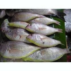 Sankara Fish at Rs 390/kilogram(s) | स्नैपर फिश - Coral Marine Foods, Bengaluru | ID: 11610510255