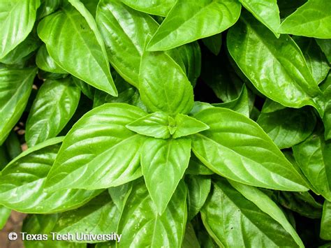 Sweet Basil | Edible Plant Finder | Comprehensive Landscape Plant Directory | Plant Finders ...