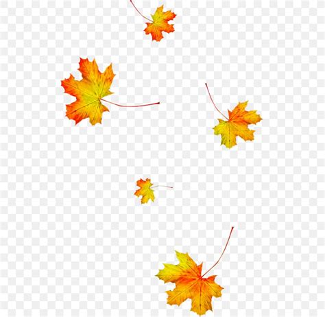 Autumn Leaves Animation Leaf Season, PNG, 513x800px, Autumn Leaves ...