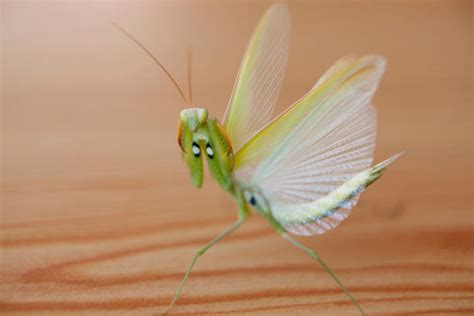 Praying Mantis Wings Stock Photos, Pictures & Royalty-Free Images - iStock