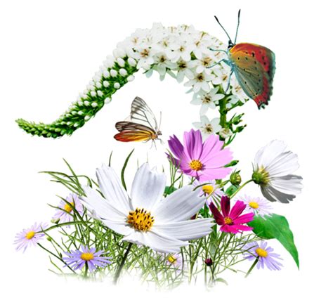 Free Butterfly Clipart for All Your Projects