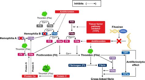 Antithrombin-lowering in hemophilia: a closer look at fitusiran - Research and Practice in ...