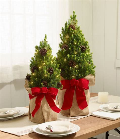 Woodland Tabletop Live Christmas Tree, Lighted | at L.L.Bean