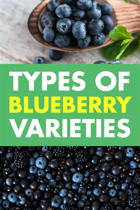 Discover a Variety of Blueberry Types