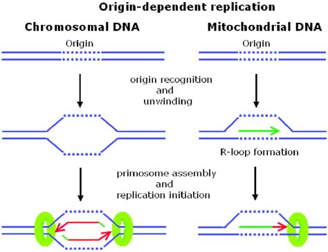 Schematic outline of origin-dependent initiation of chromosomal and... | Download Scientific Diagram