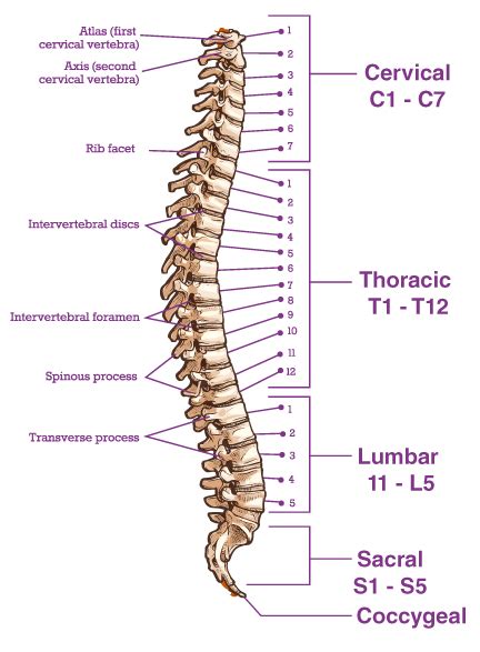 TCM Consultation + Tuina + Acupressure + Acupuncture + Cupping – HSI Chinese Medicine