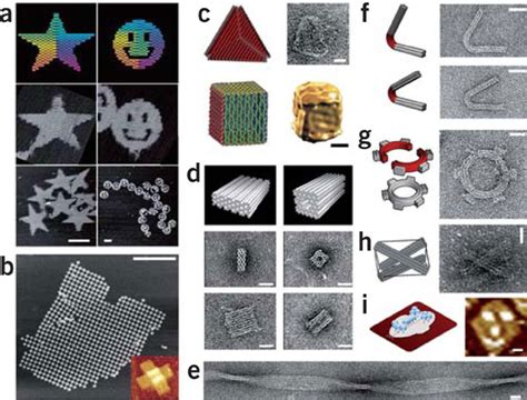 File:DNA origami figure2.jpg - self-assembly wiki