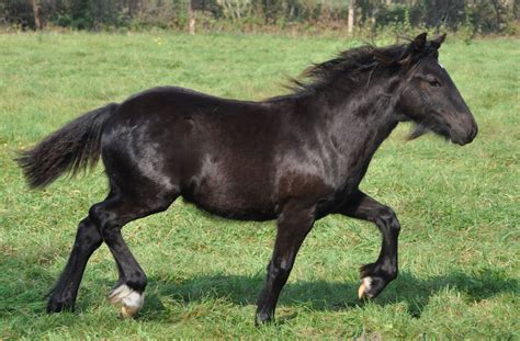 Dales Pony | Horses, Pony, Animals