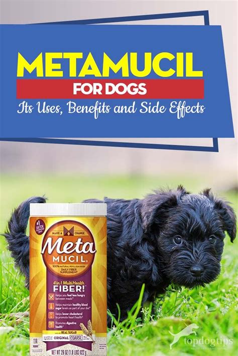 How Much Metamucil Should You Give Your Dog For Optimal Health?