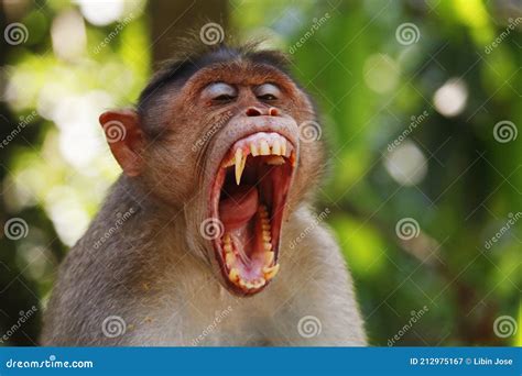 Macaque Monkey Widely Open Its Mouth and Showing Sharp Teeth Stock Image - Image of macaca, baby ...