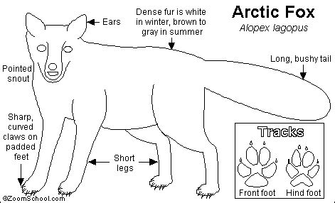 Arctic Fox Printout- EnchantedLearning.com
