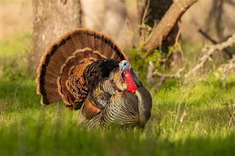 Hunting Spring Turkeys|March 2021 | TPW magazine