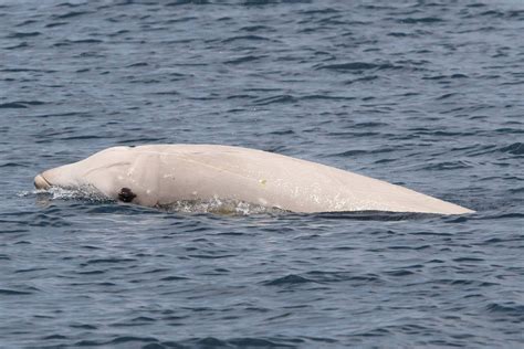 Cuvier's beaked whale - Ionian Dolphin Project