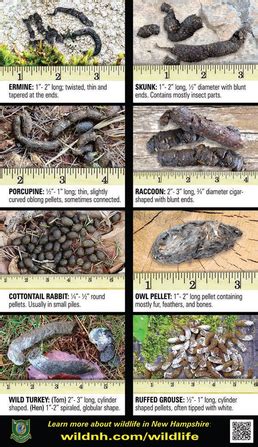 Animal Poop Identification Chart