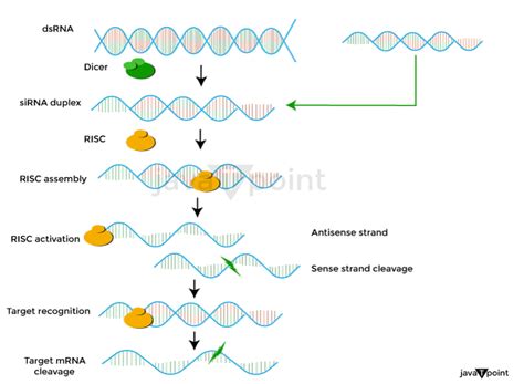 Gene Silencing - Javatpoint