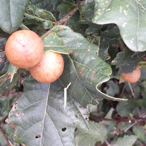 What is the fruit of this tree? Growing on an oak tree but different to ...