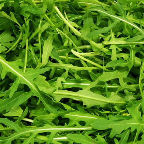 10 Best Companion Plants For Arugula | The Rex Garden