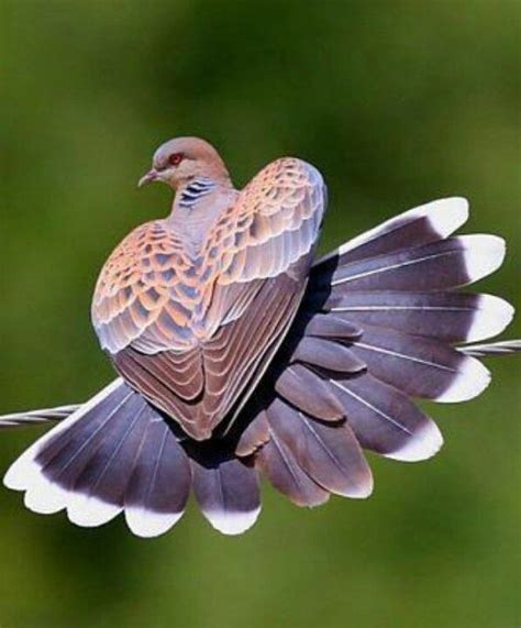 EXOTIC ART by Nature | Beautiful birds, Pretty birds, Animals beautiful