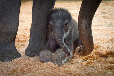 Updated, More Photos: Oregon Zoo’s Baby Elephant Born On Record ...