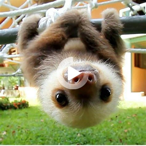 Pin on animals in 2020 | Baby sloth, Funny animals, Funny dogs