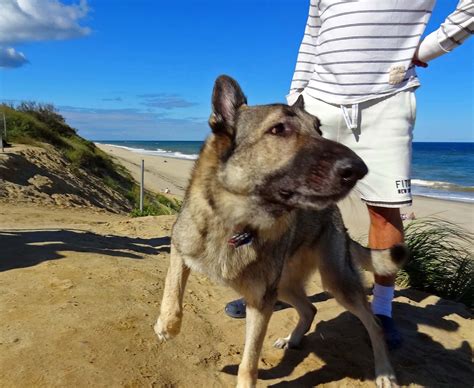 Joe's Retirement Blog: LeCount Hollow Beach, Cape Cod National Seashore, Wellfleet, Cape Cod ...