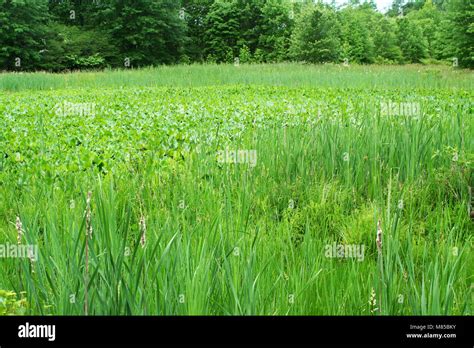 A Swamp area with trees Stock Photo - Alamy