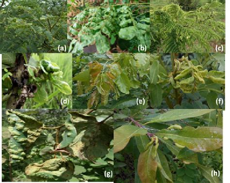 Psyllids damages on host plants: (a) leaves discolouration of A ...