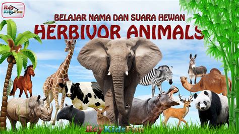 Mengenal nama dan suara hewan Herbivora, name & sound Herbivor Animals - YouTube