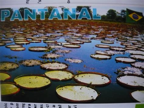 UNESCO sites around the world: BRAZIL: Pantanal Conservation Area