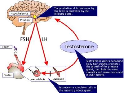 What is FSH? | Study.com