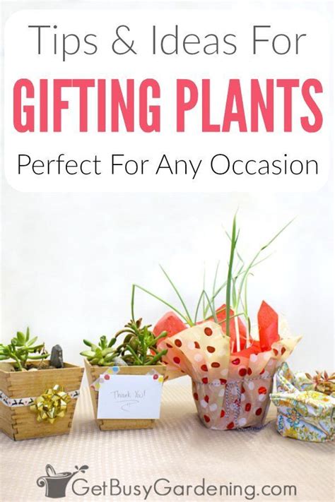 How To Gift A Plant (With Ideas & Inspiration) - Get Busy Gardening | Plant gifts, Plants ...