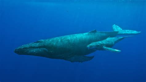 Hawaiian Islands Humpback Whale National Marine Sanctuary