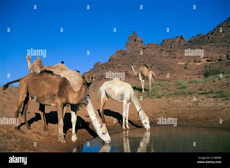 Camels drinking at an oasis, Tadrart Acacus, Libya, Africa Stock Photo ...