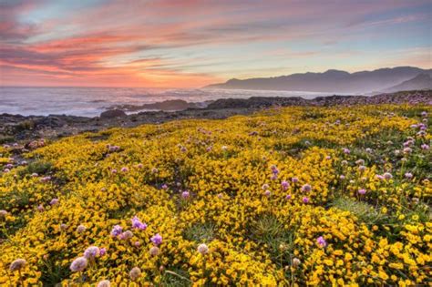 The Best Places to See California Wildflowers & Superblooms - Be My ...