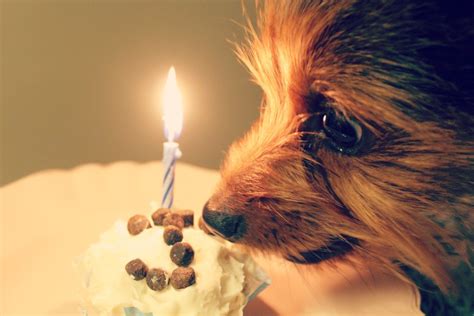 dog_eating_birthday_cake | athriftymrs.com | Flickr