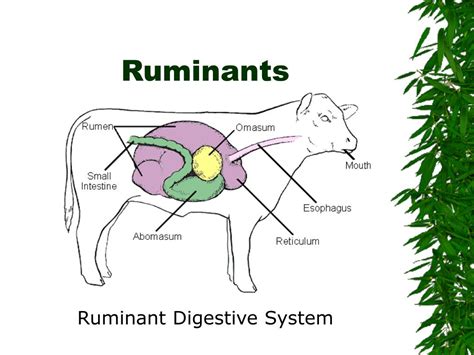 Diagram Ruminant Digestive System