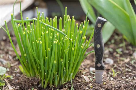 Tips for growing chives - RayaGarden