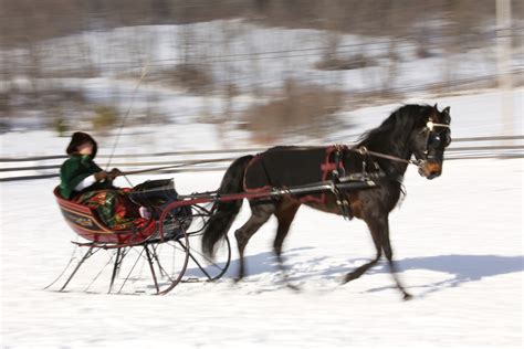 Horse Drawn Sleigh Ride | Shutterbug