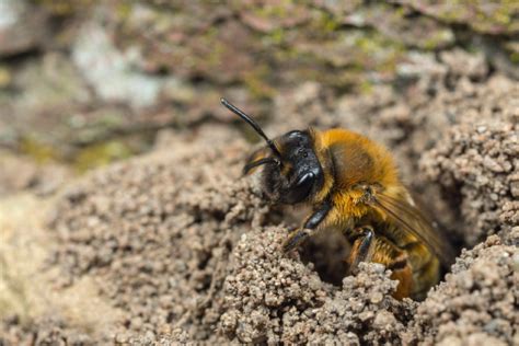 ground nesting bee - People's Trust for Endangered Species