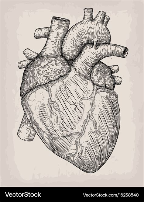 Drawing Images Of Human Heart - The heart is a muscular organ about the ...