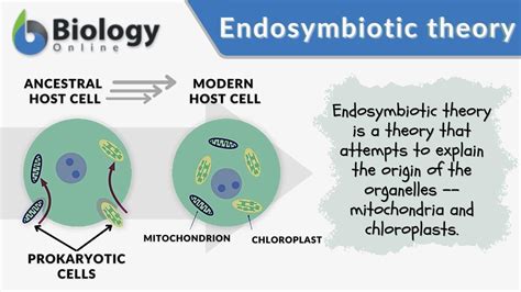 Endosymbiotic theory - Definition and Examples - Biology Online Dictionary