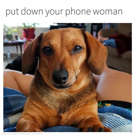 Funny Dachshund Memes - Tribuntech