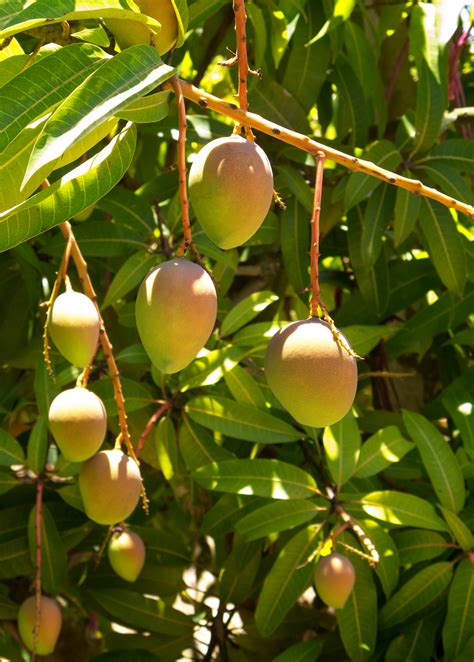 Carrie Mango | Tropical Fruit Tree | Sow Exotic