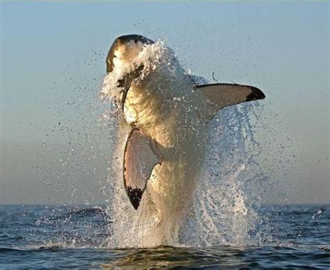 Great white shark on a hunt | Animals