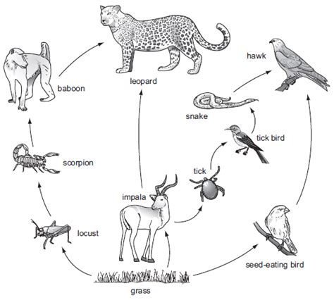 BIOLOGY DIAGRAMS | KCPE-KCSE