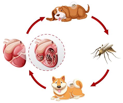 Heartworm life cycle chart 296758 Vector Art at Vecteezy